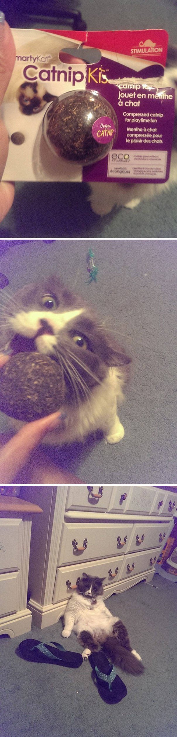 People Share Their Funny Cats (45 pics)