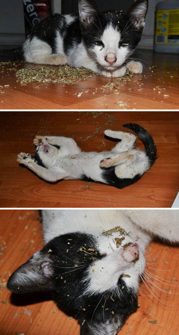 People Share Their Funny Cats (45 pics)
