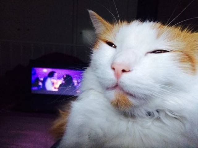People Share Their Funny Cats (45 pics)