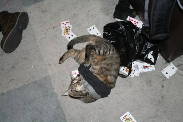 People Share Their Funny Cats (45 pics)