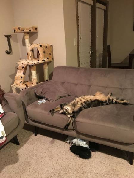 People Share Their Funny Cats (45 pics)