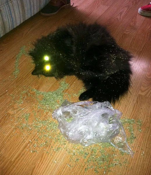 People Share Their Funny Cats (45 pics)