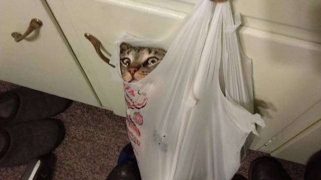 People Share Their Funny Cats (45 pics)