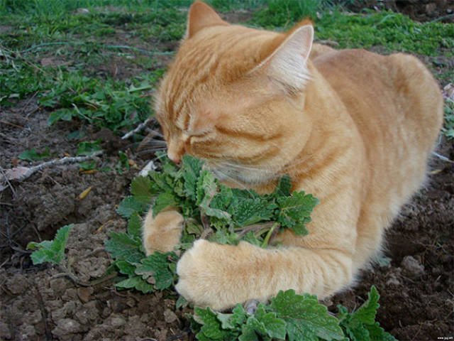 People Share Their Funny Cats (45 pics)
