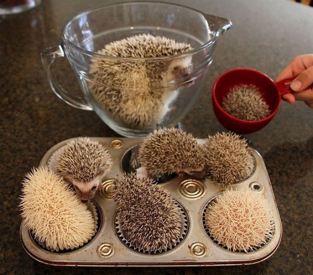 Funny Hedgehogs (60 pics)