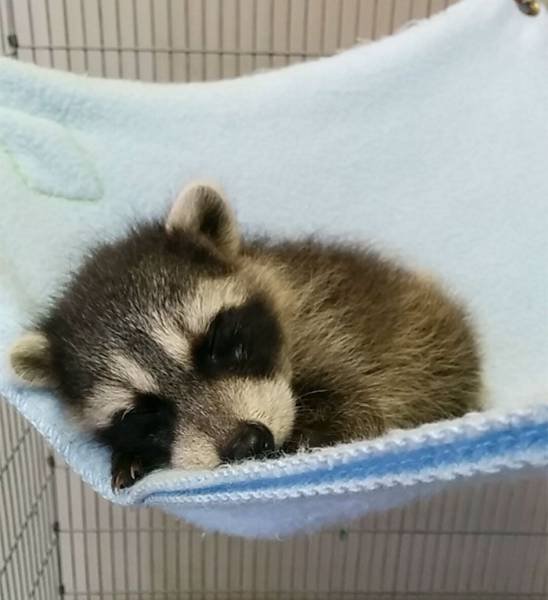 Cute Thieves (26 pics)