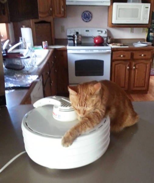 People Share Their Funny Cats (45 pics)
