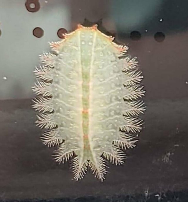 What Are These Things? (16 pics)