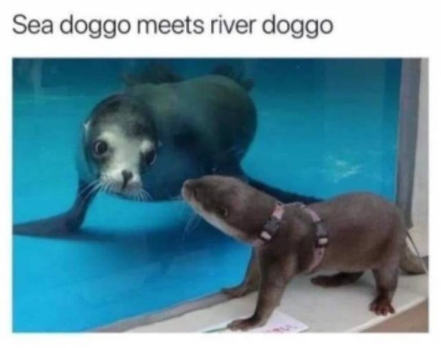 Memes About Pets (29 pics)