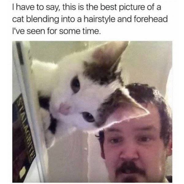 Memes About Pets (29 pics)