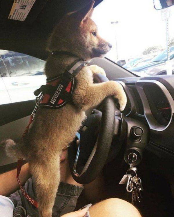 Funny Animals (65 pics)