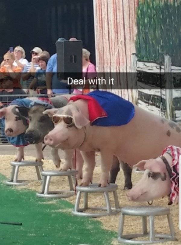 Memes About Pets (29 pics)