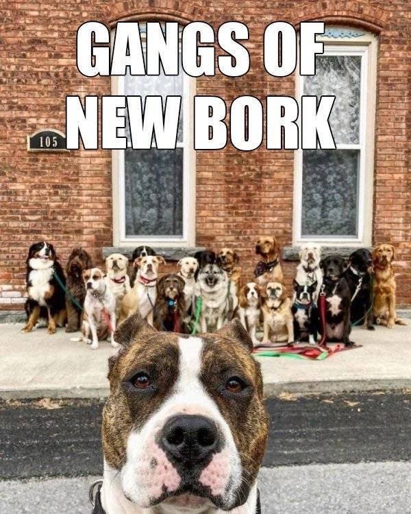 Memes About Pets (29 pics)