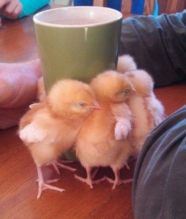 Funny Animals (65 pics)