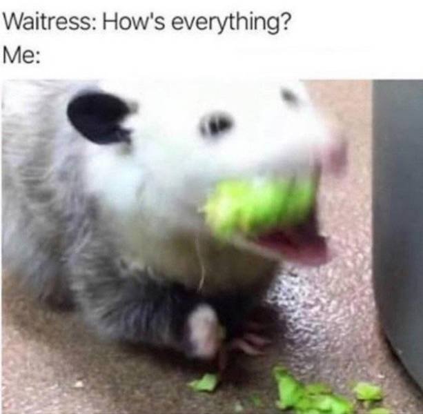 Memes About Pets (29 pics)