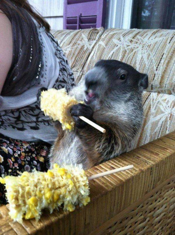 Funny Animals (65 pics)