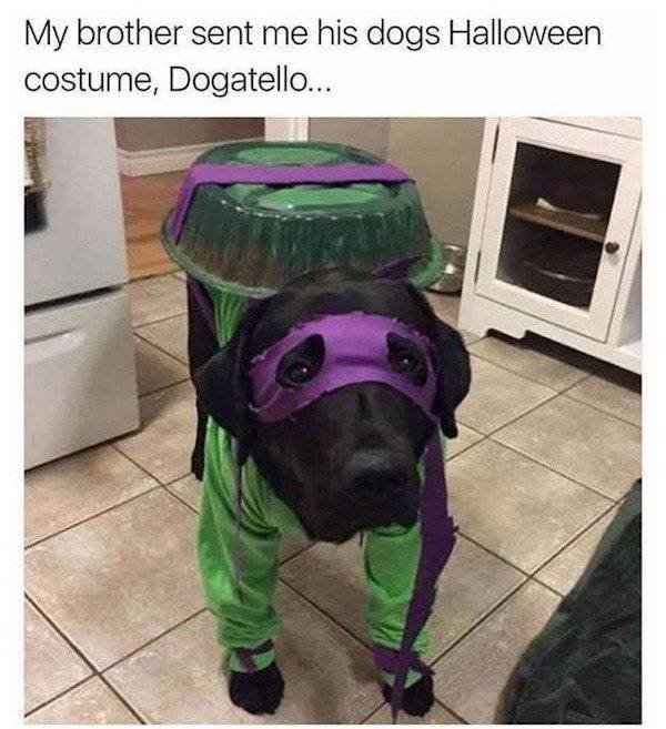 Memes About Pets (29 pics)
