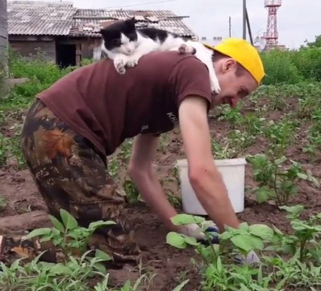Funny But Cheeky Cats (23 pics)