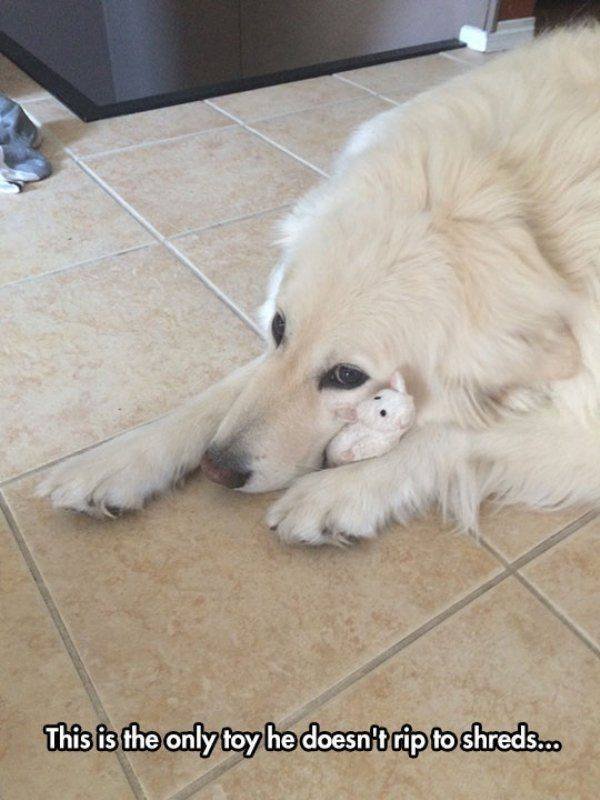 Funny Animals (65 pics)