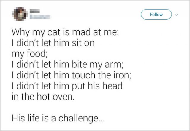 Funny But Cheeky Cats (23 pics)