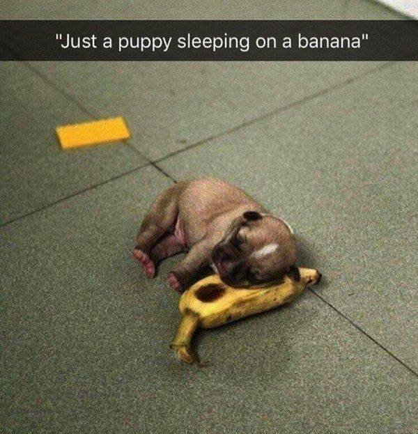 Funny Animals (65 pics)