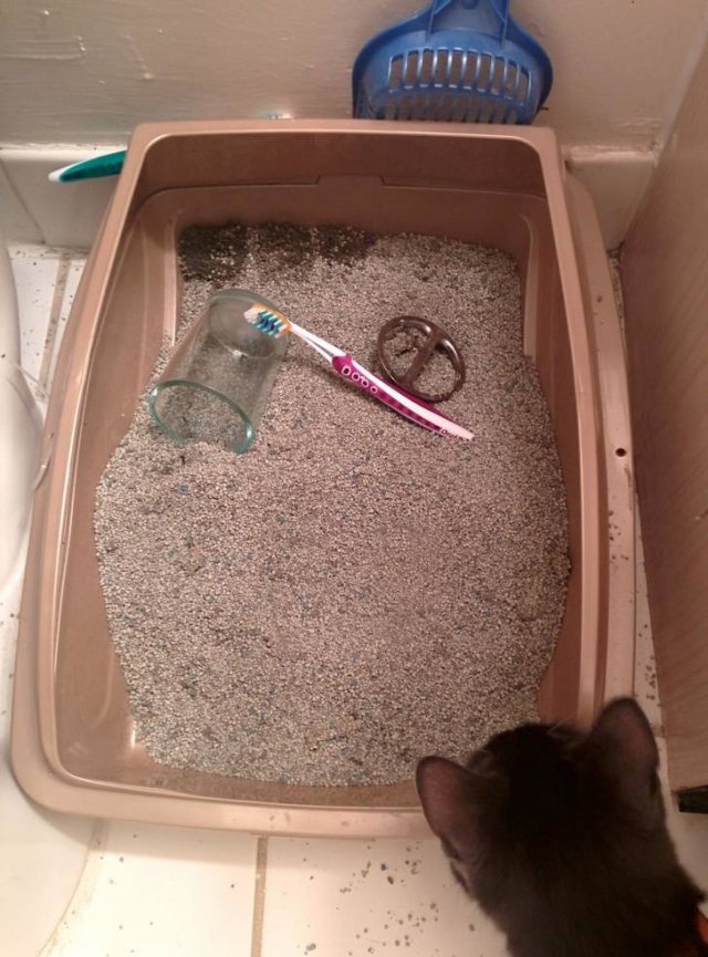 Funny But Cheeky Cats (23 pics)