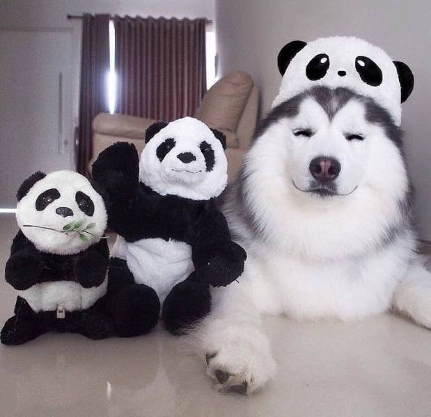 Funny Animals (65 pics)