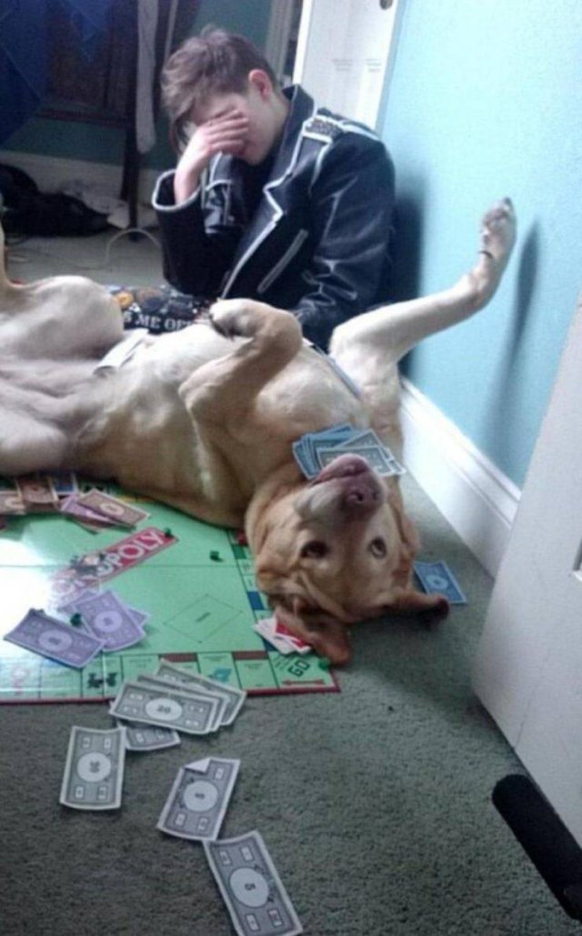 Funny Animals (65 pics)