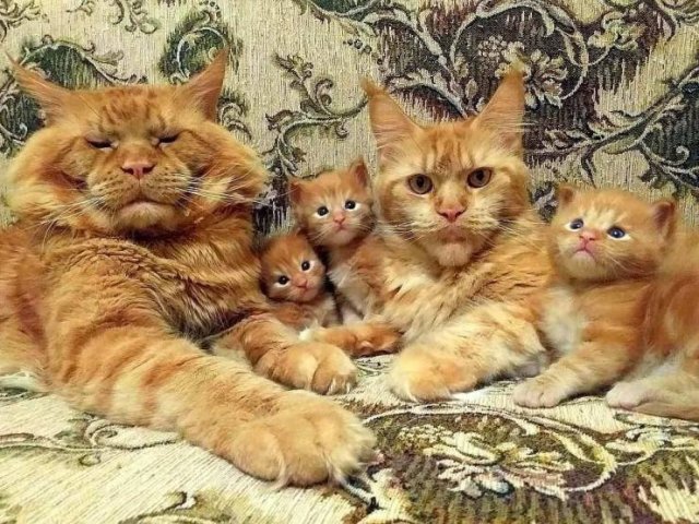 Funny Animals (65 pics)