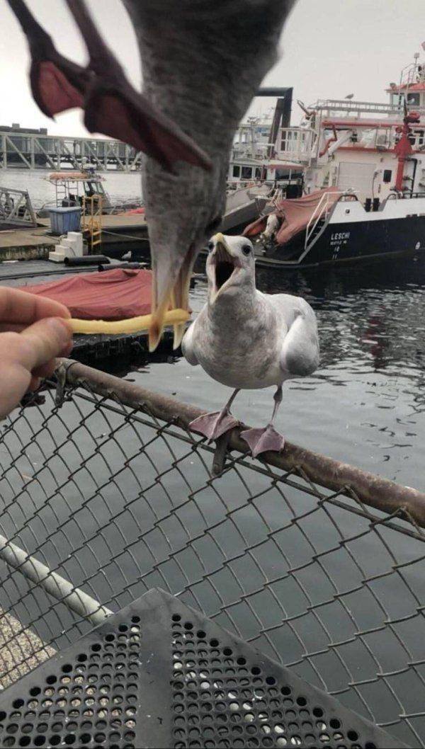 Funny Animals (65 pics)