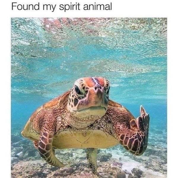 Memes About Pets (29 pics)