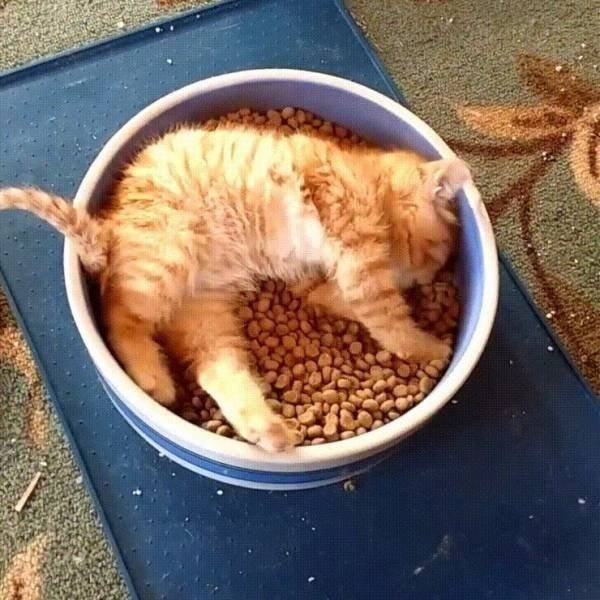 Funny Animals (65 pics)