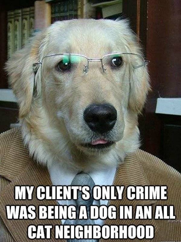 Memes About Pets (29 pics)