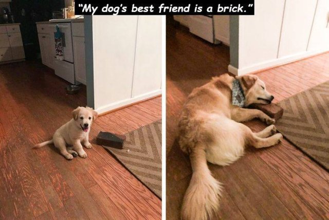 Funny Animals (65 pics)