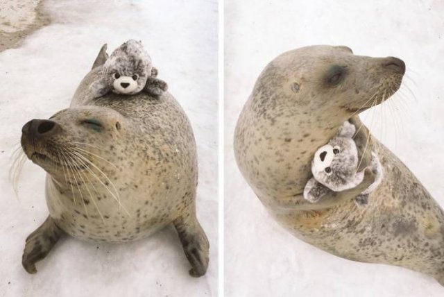 Funny Animals (65 pics)