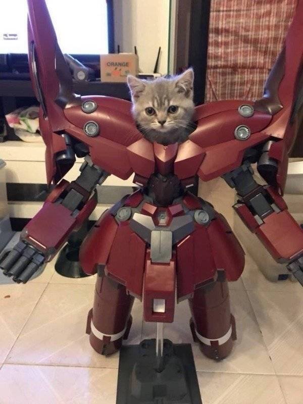 Memes About Pets (29 pics)