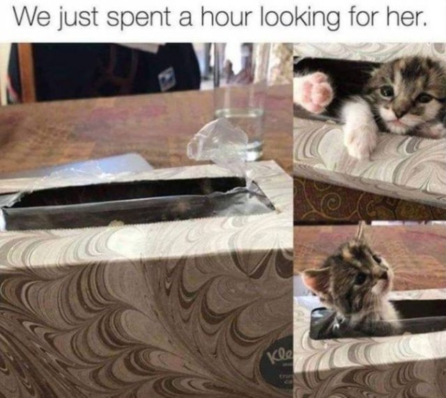 Funny Animals (65 pics)