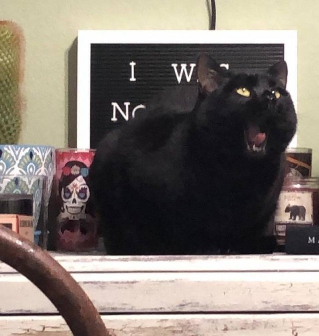 Funny But Cheeky Cats (23 pics)