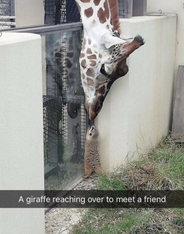 Funny Animals (65 pics)