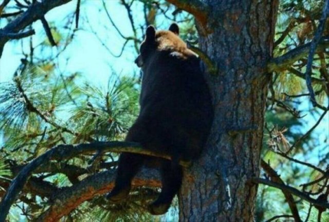 Funny Animals (65 pics)