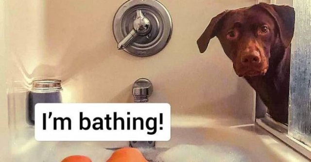 Funny Animals (65 pics)