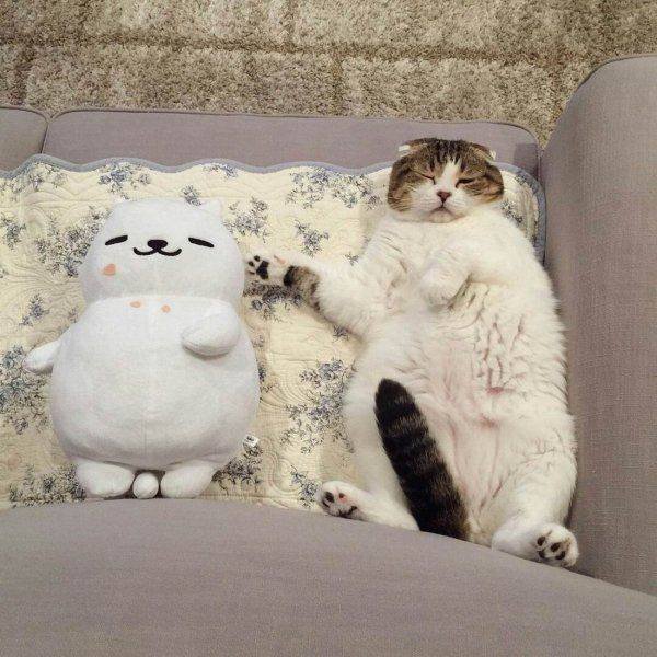 Funny Animals (65 pics)