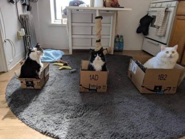 Funny Animals (65 pics)