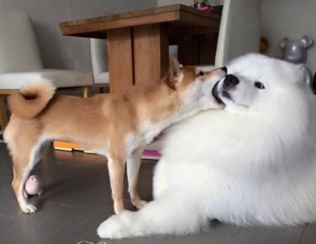 Funny Animals (65 pics)