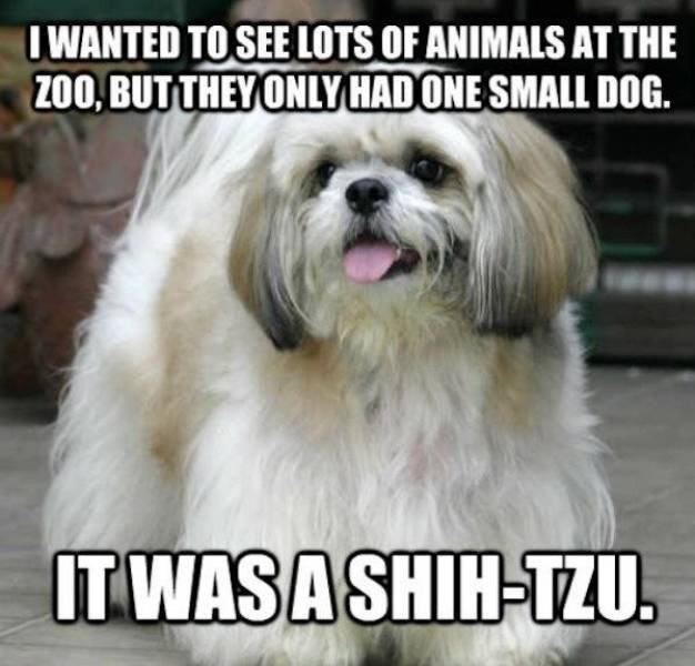 Memes About Pets (29 pics)