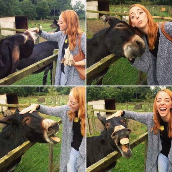 Funny Animals (65 pics)