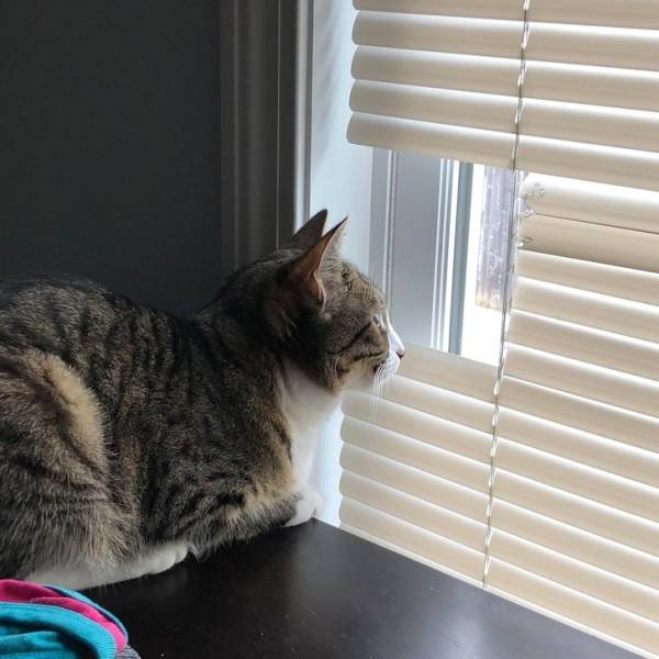Funny But Cheeky Cats (23 pics)