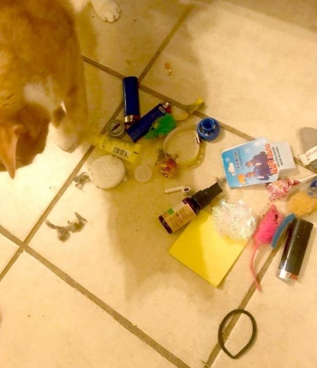 Funny But Cheeky Cats (23 pics)