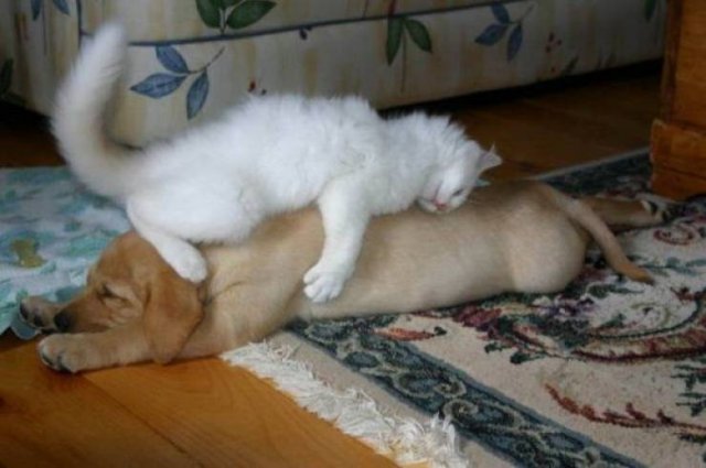 Funny Animals (65 pics)