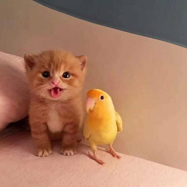 Funny Animals (65 pics)